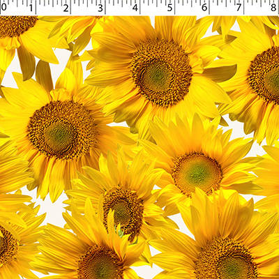 FLOWER FIELDS - SUNFLOWER
