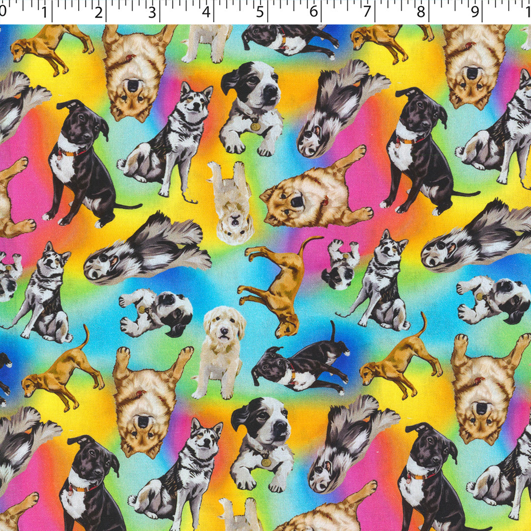 DOGS N CATS - RAINBOW DOGS