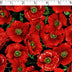 POPPY FIELD - POPPIES