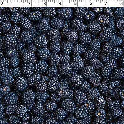 FRUIT STAND - BLACKBERRIES