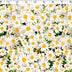 FLOWER FIELDS - DAISY