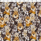 DOGS N CATS - PACKED DOGS