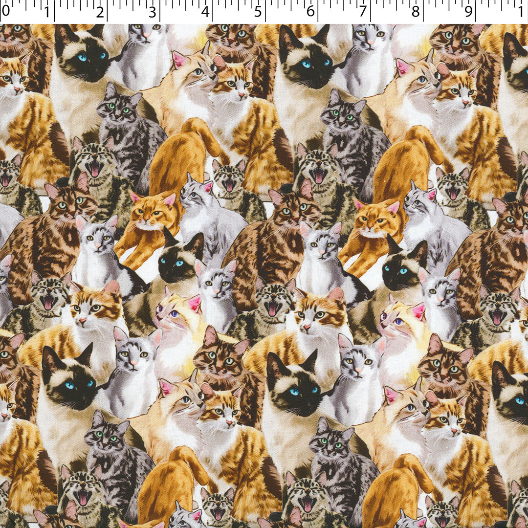 DOGS N CATS - PACKED CATS