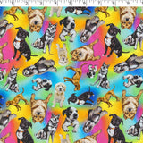 DOGS N CATS - RAINBOW DOGS
