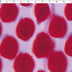 SOPHIE-COLLECTION-POLYESTER PRINTS-LARGE SPOTS