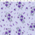 CONVENT GARDEN-COTTON POPLIN PRINTS-SPACED CALICO