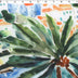IBIZA COLLECTION - KNIT PRINTS - SCENIC TROPICAL