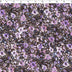 SERENA COLLECTION - CREPE PRINTS - DITSY