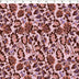 SERENA COLLECTION - CREPE PRINTS - SMALL PAISLEY