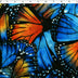 KATIE COLLECTION - VELVET PRINTS - BUTTERFLIES