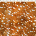 KATIE COLLECTION - VELVET PRINTS - DEER DOTS