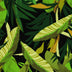 ARTEMIS COTTON VOILE PRINTS - TROPICAL LEAVES