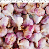 VEGETABLE GARDEN - GARLIC