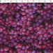 cotton fabric with grape prints