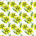 white cotton with daffodil print