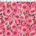 0649148 Be My Valentine - Mixed Roses